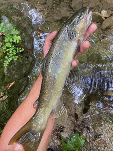 Brown Trout