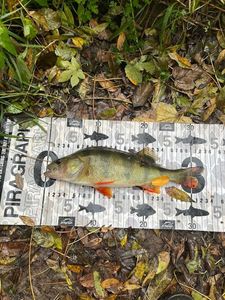 European Perch