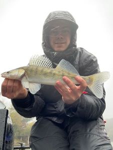 Zander
