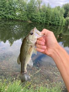 Largemouth Bass