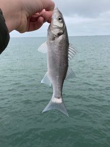 European Bass (Seabass)