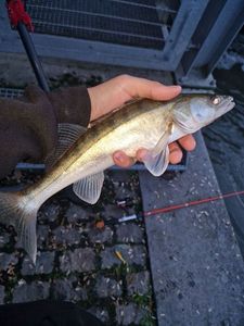 Zander