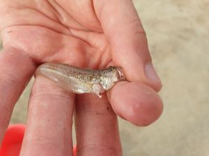 Lesser Weever