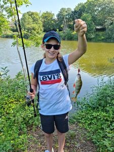 European Perch