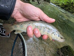 Brown Trout