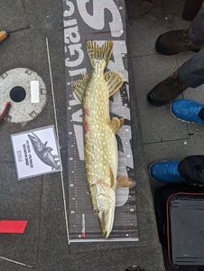 Northern Pike