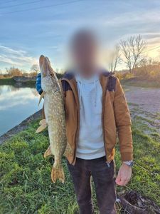 Northern Pike