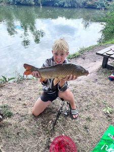 Common Carp