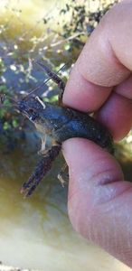 White-Clawed Crayfish