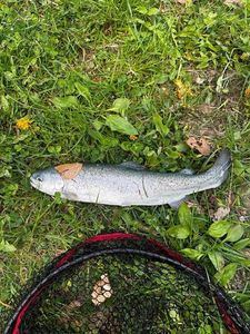 Rainbow Trout