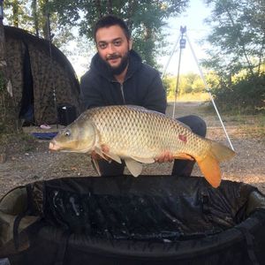 Common Carp