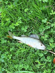 European Perch