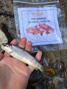 Brown Trout