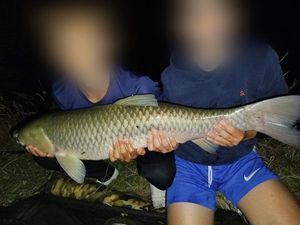 Grass Carp