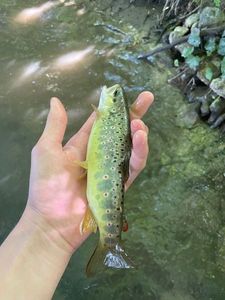 Brown Trout