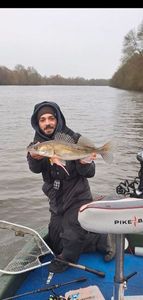 Zander