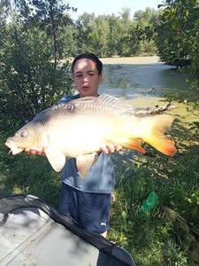 Mirror Carp