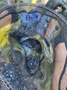 European Bass (Seabass)