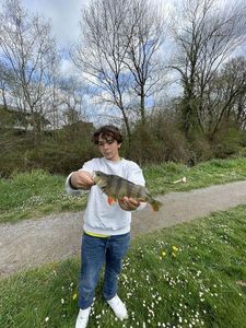 European Perch