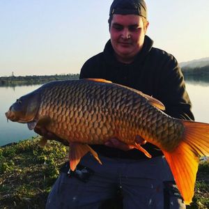 Common Carp