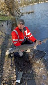 Sturgeon