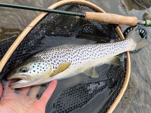 Brown Trout