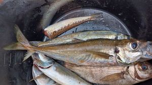 Cape Horse Mackerel