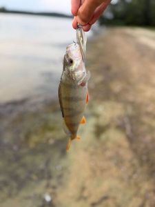 European Perch