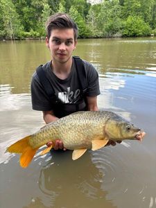 Common Carp