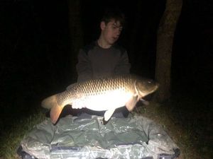 Common Carp