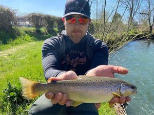 Brown Trout