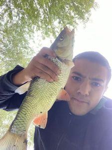 Chub