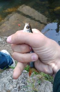 Roach