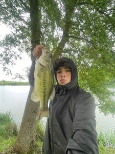 Largemouth Bass
