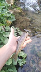Brown Trout