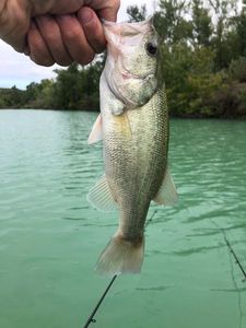 Largemouth Bass