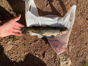 Brown Trout
