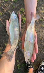Rainbow Trout