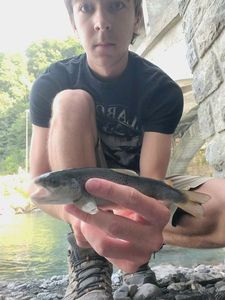 Brown Trout