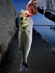 European Bass (Seabass)