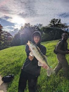 Zander