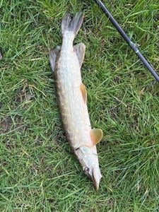 Northern Pike