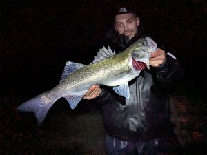 European Bass (Seabass)