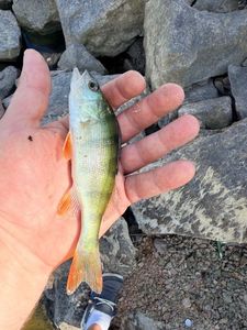 European Perch