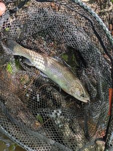 Rainbow Trout