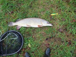 Northern Pike