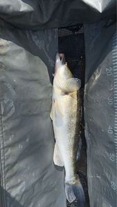 Zander
