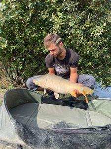 Mirror Carp