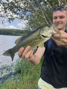Largemouth Bass
