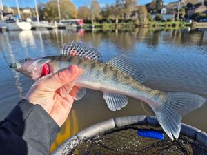 Zander